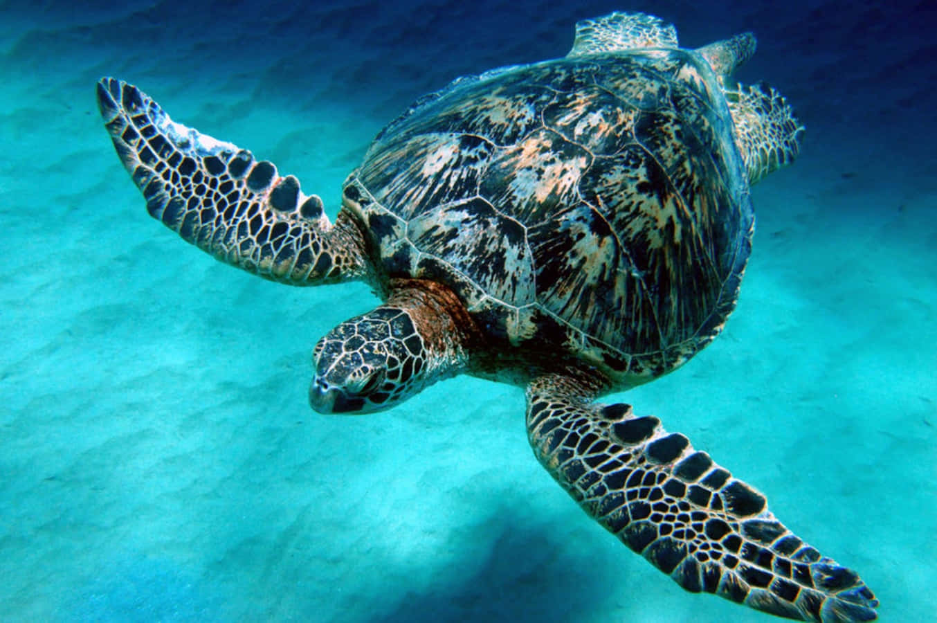 玳瑁海龜圖 壁紙 — 一隻玳瑁海龜在清澈的碧綠海水上方，優雅地滑過沙質海底。