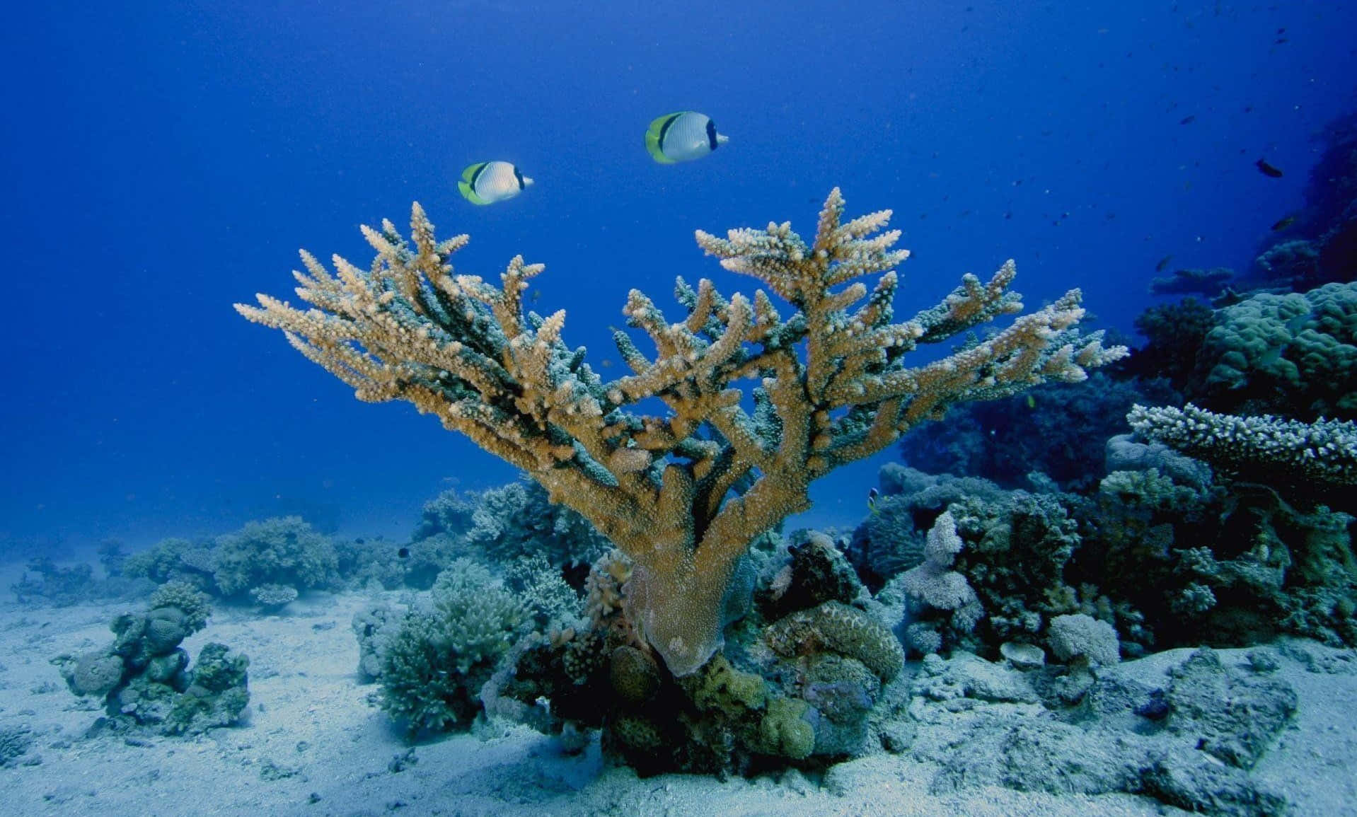 珊瑚海底圖 壁紙 — 兩條蝴蝶魚在清澈的藍色海洋中滑過一片廣闊的珊瑚形成物。