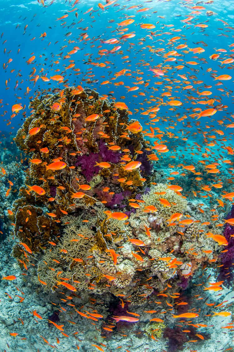 珊瑚礁、橙色魚與紫色海膽 壁紙 — 鮮豔的橙色魚群在清澈的藍色熱帶水域中圍繞著色彩繽紛的珊瑚群游動。