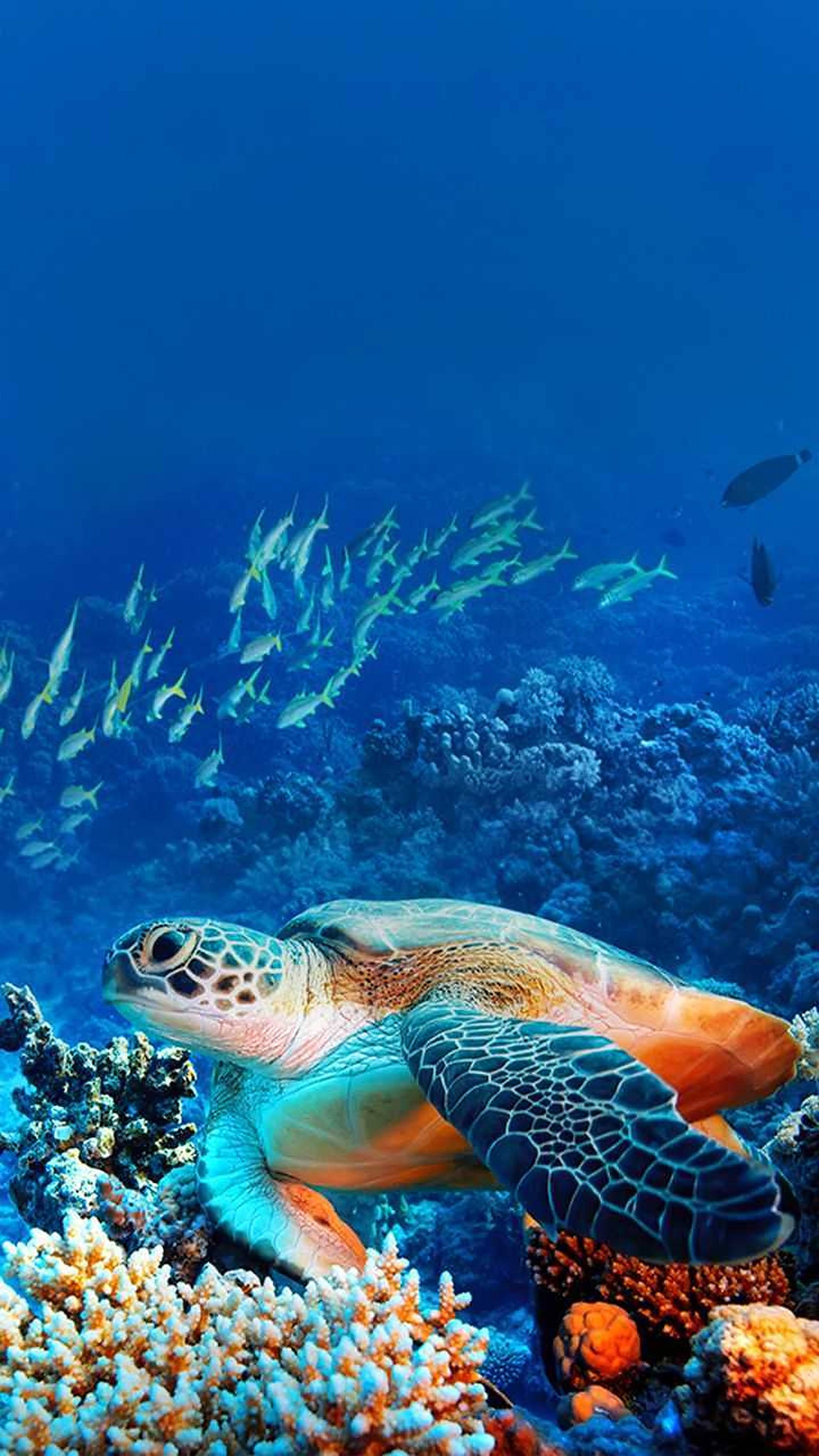 珊瑚礁中的海龜 壁紙 — 一隻海龜優雅地滑翔在色彩繽紛的珊瑚礁上，一群魚在深藍色的海洋中游動。