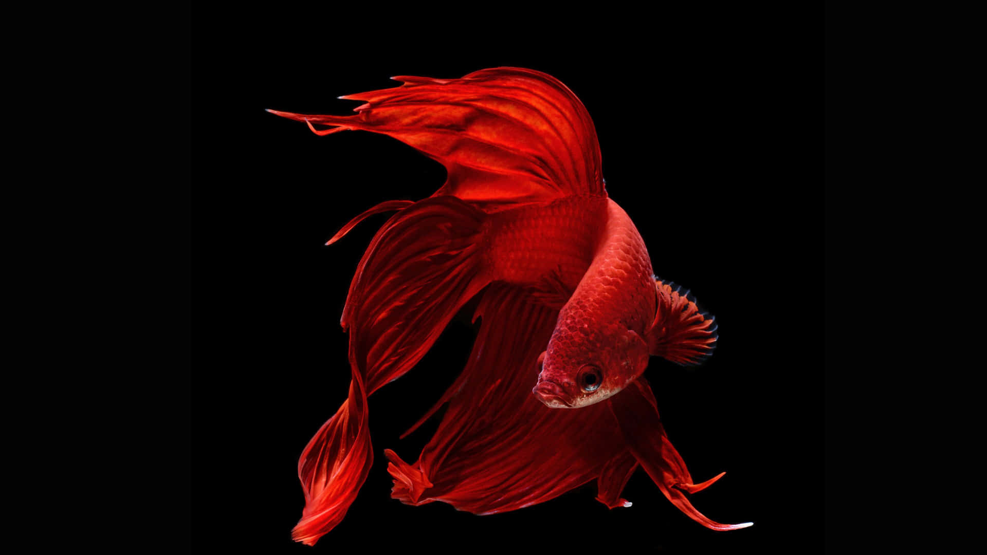 一條魚鰭流暢的紅色鬥魚在黑色背景下游泳。