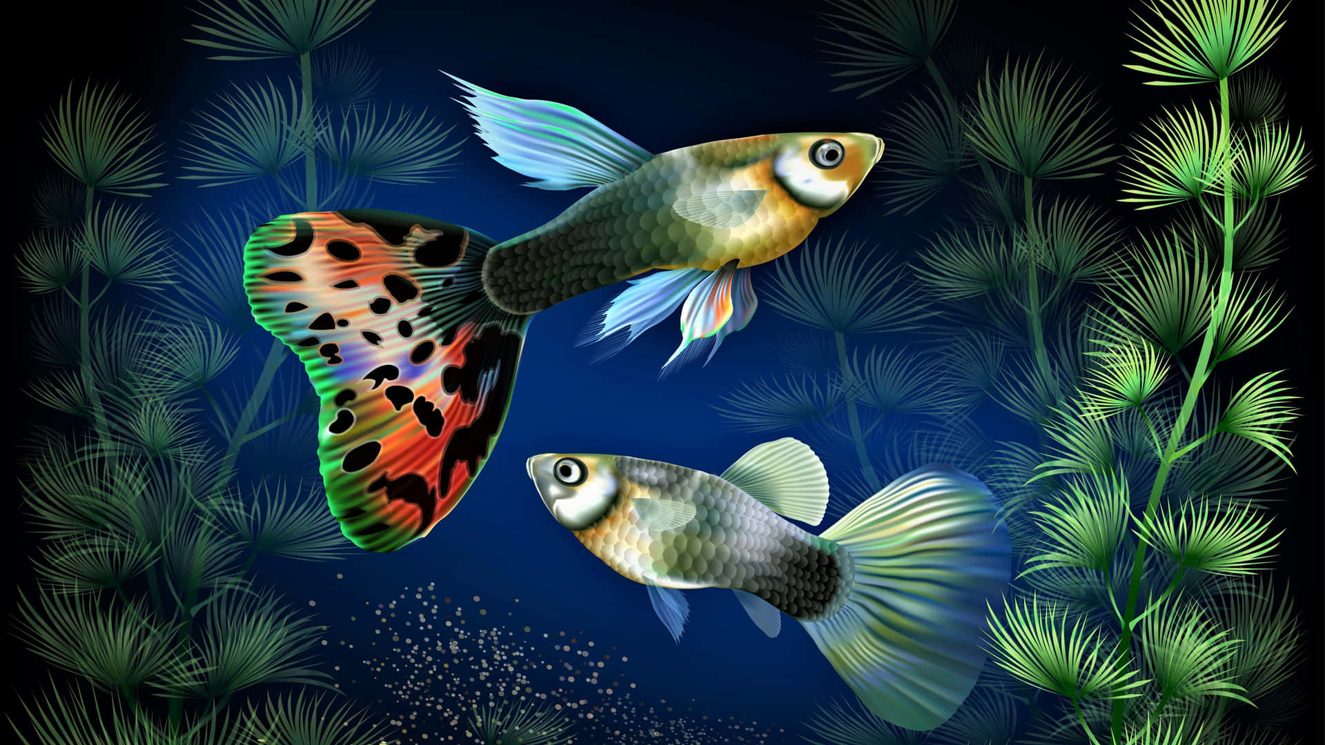 兩條色彩繽紛的孔雀魚在藍色水中於綠色水生植物間游動。