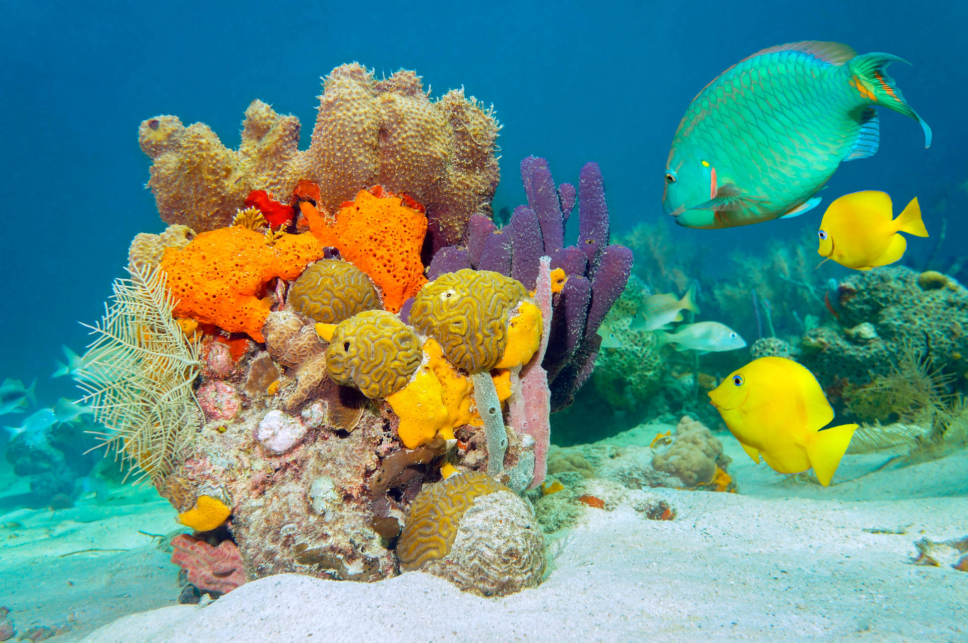 色彩繽紛的熱帶魚在沙質海床的珊瑚礁附近游動。
