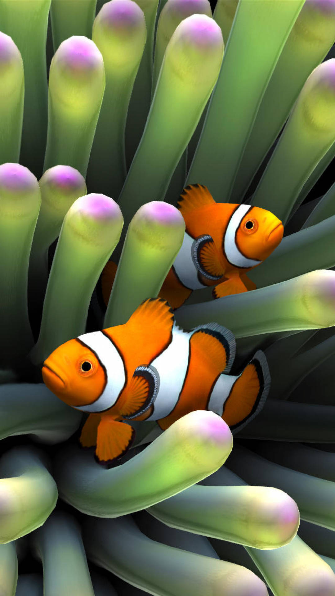 珊瑚礁旁小丑魚 iPhone 壁紙 — 兩條帶有白色條紋的鮮豔橙色小丑魚從綠色和紫色海葵觸手間探出頭來。