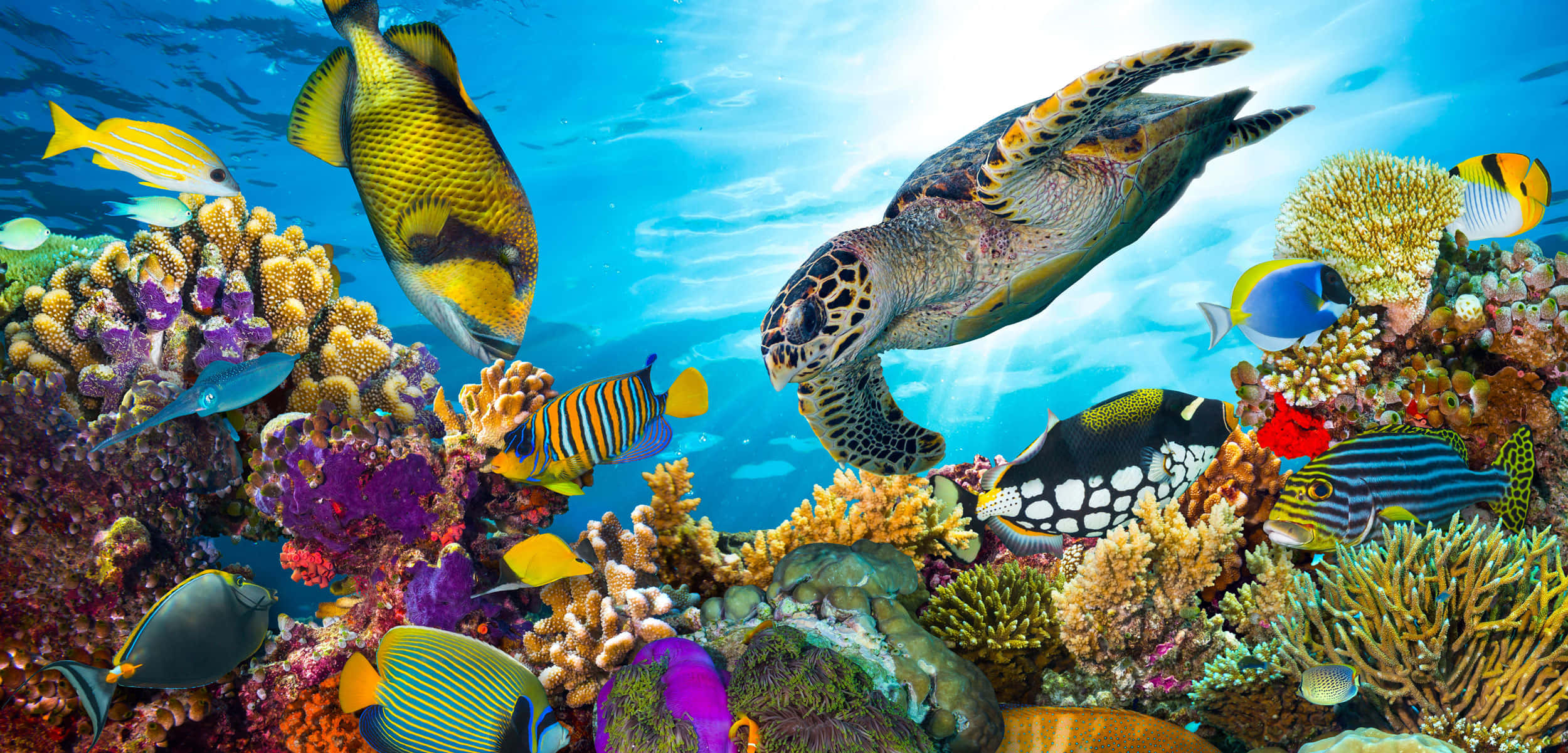 珊瑚礁海龜與魚類海洋生物圖像 壁紙 — 一個充滿活力的珊瑚礁，在明亮的藍色海水下，充滿了色彩繽紛的熱帶魚和一隻游動的海龜。