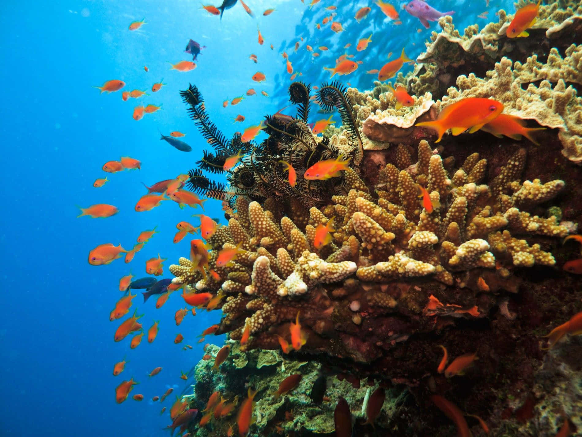 珊瑚礁與明亮橙色魚群 壁紙 — 鮮豔的橙色魚群在清澈湛藍的海水下，穿梭於紋理豐富的珊瑚結構之間。