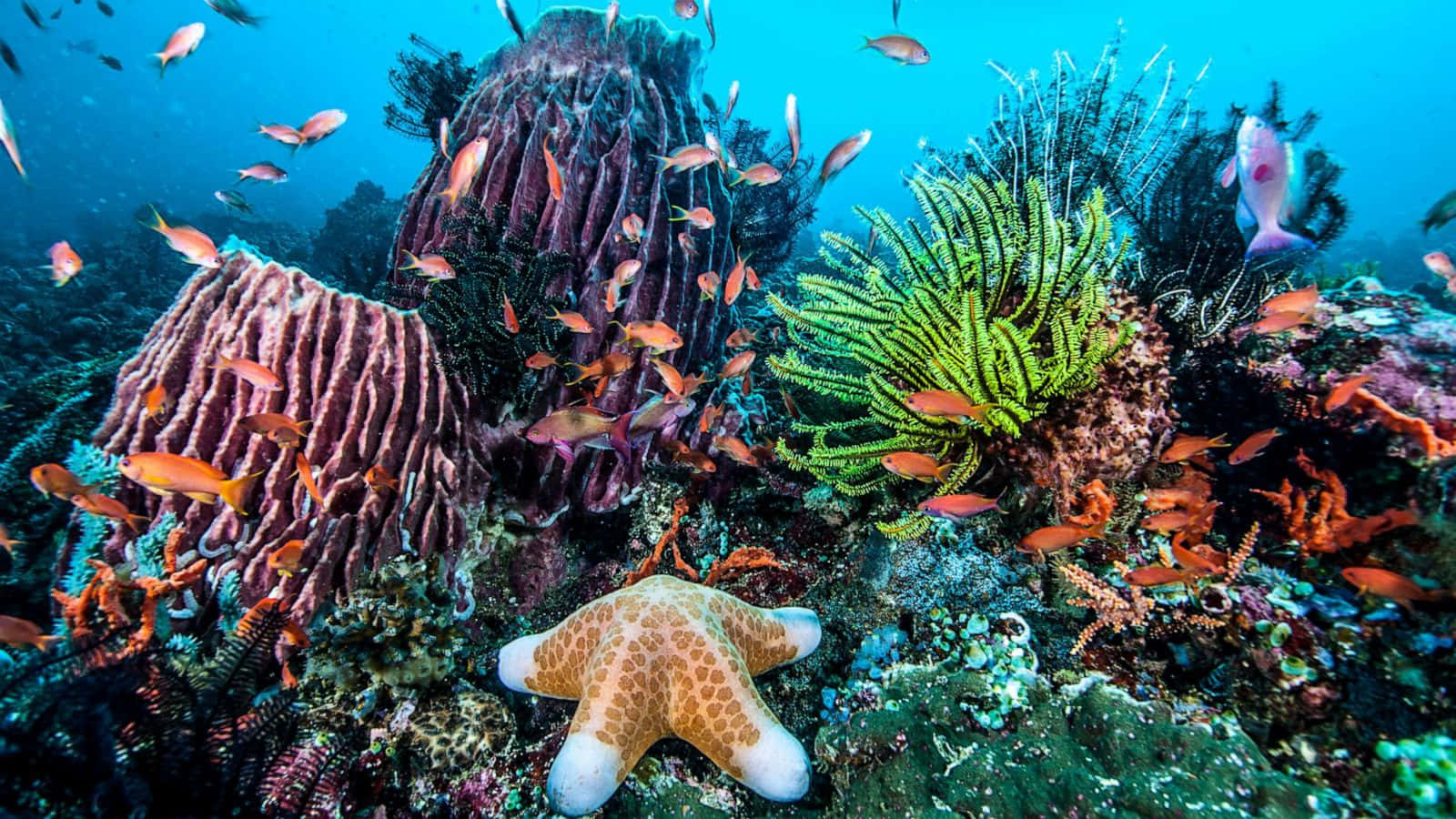 珊瑚礁與海星等海洋生物畫面 壁紙 — 充滿活力的珊瑚礁，棲息著色彩繽紛的魚類和在海床上休息的海星。