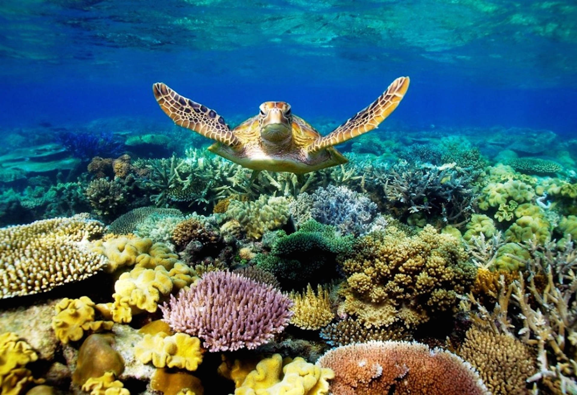 海龜在清澈湛藍的海水中游過色彩繽紛的珊瑚礁
