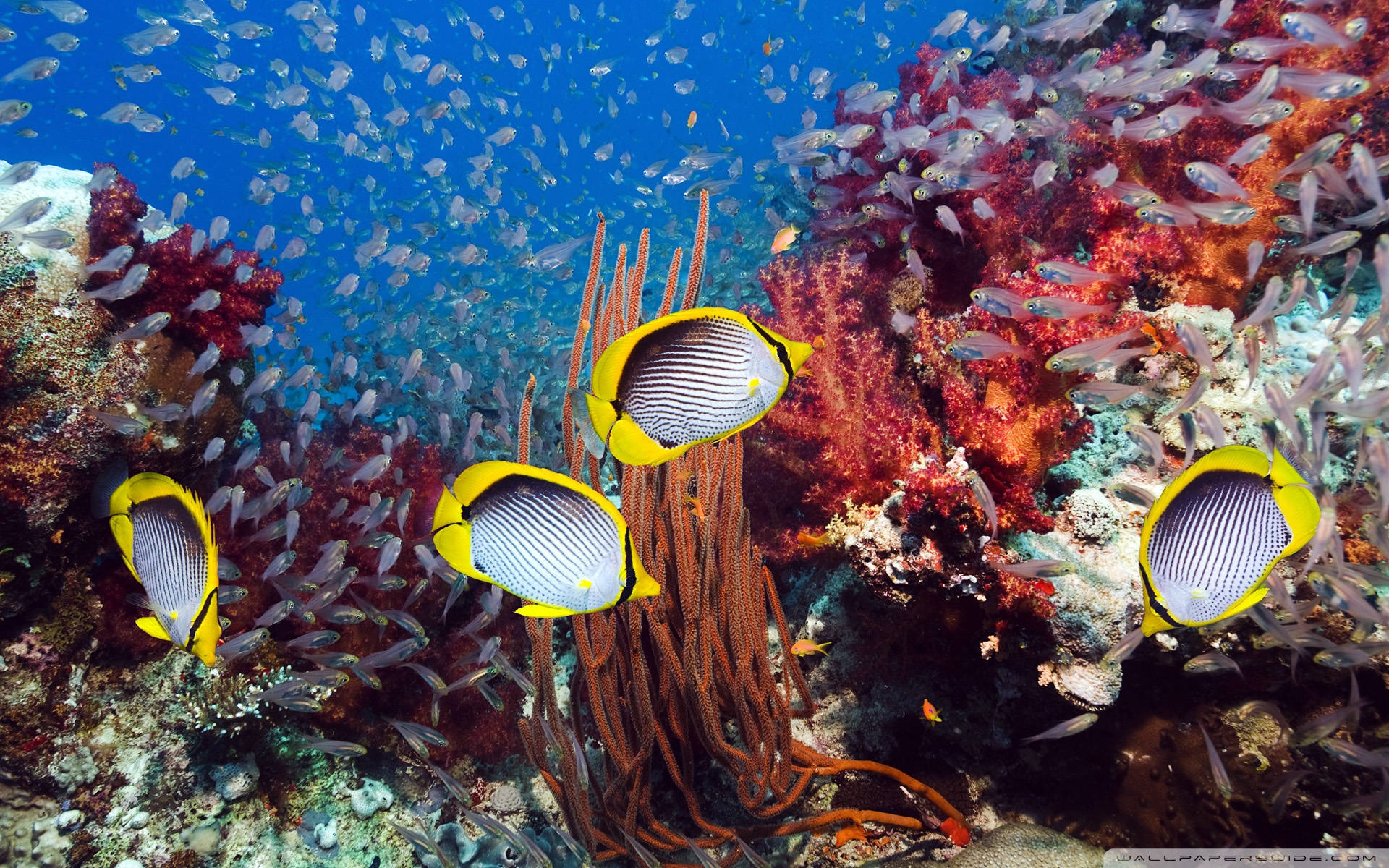 蝴蝶魚和小魚在熱帶海洋中圍繞色彩繽紛的珊瑚游動。