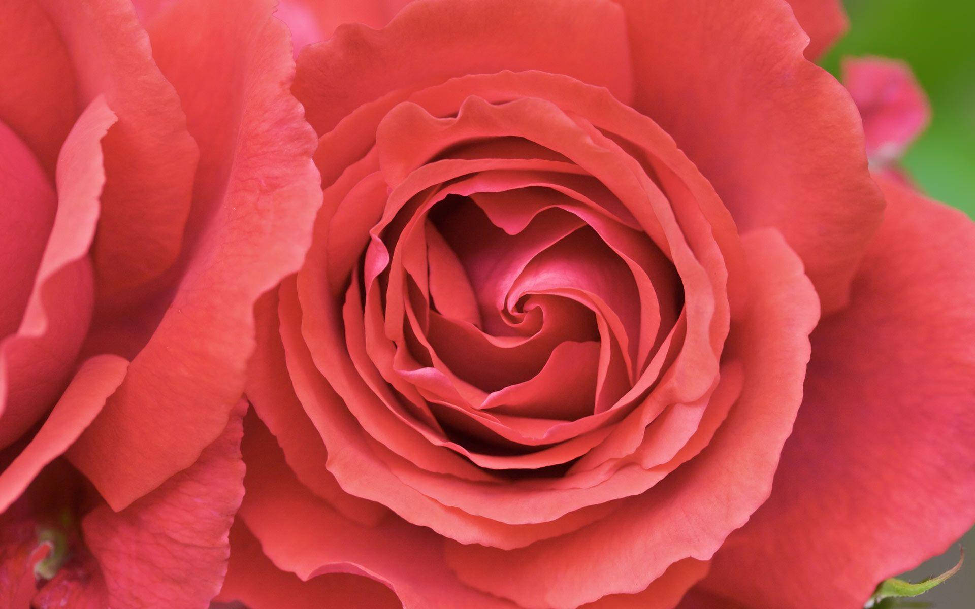 Pastel Red Aesthetic 桌布 壁紙 — 珊瑚色玫瑰嘅特寫，花瓣如天鵝絨般柔軟，向內螺旋，襯托柔和綠色背景。