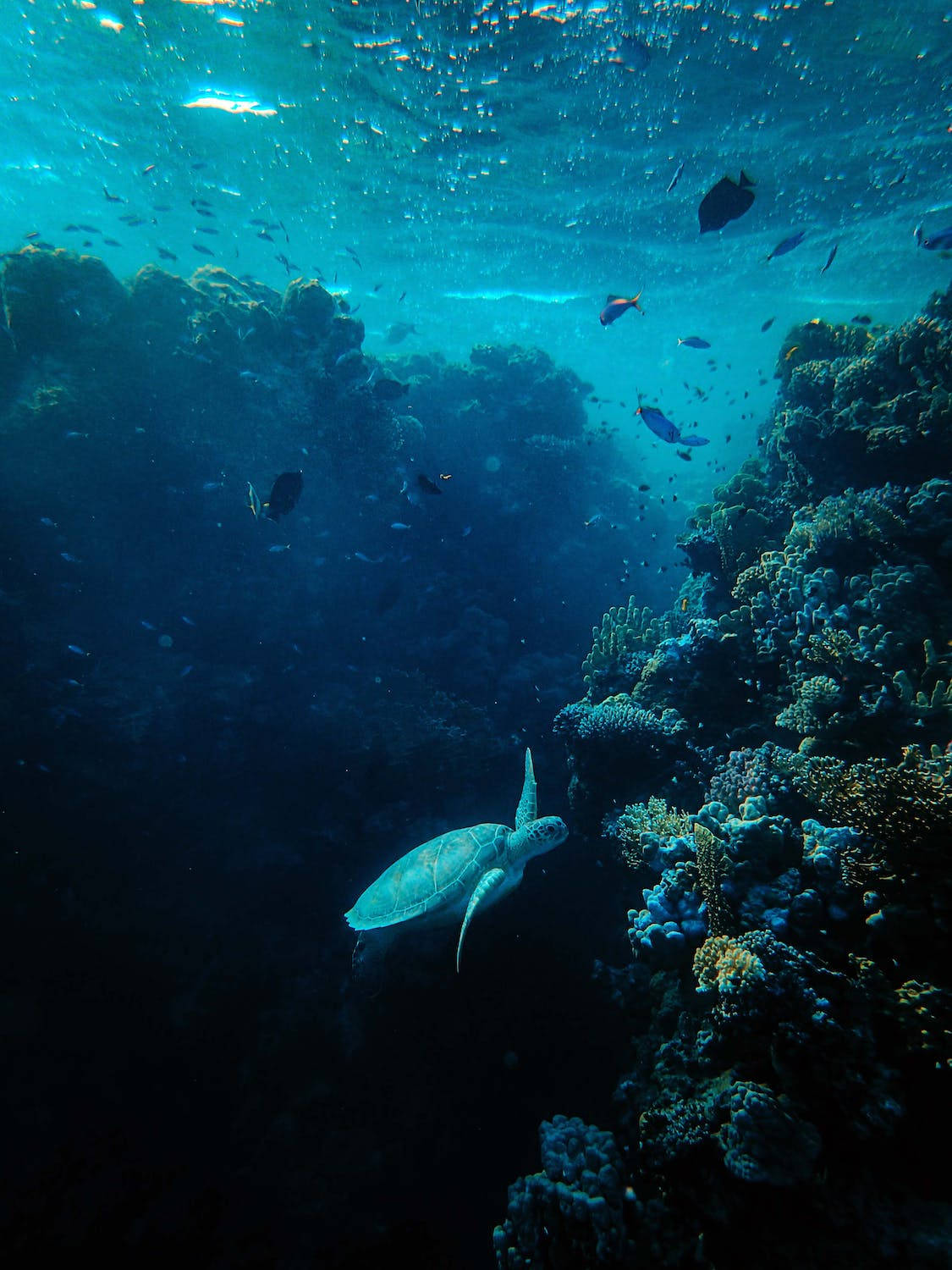 海龜在藍色海水中靠近珊瑚礁與魚群游泳