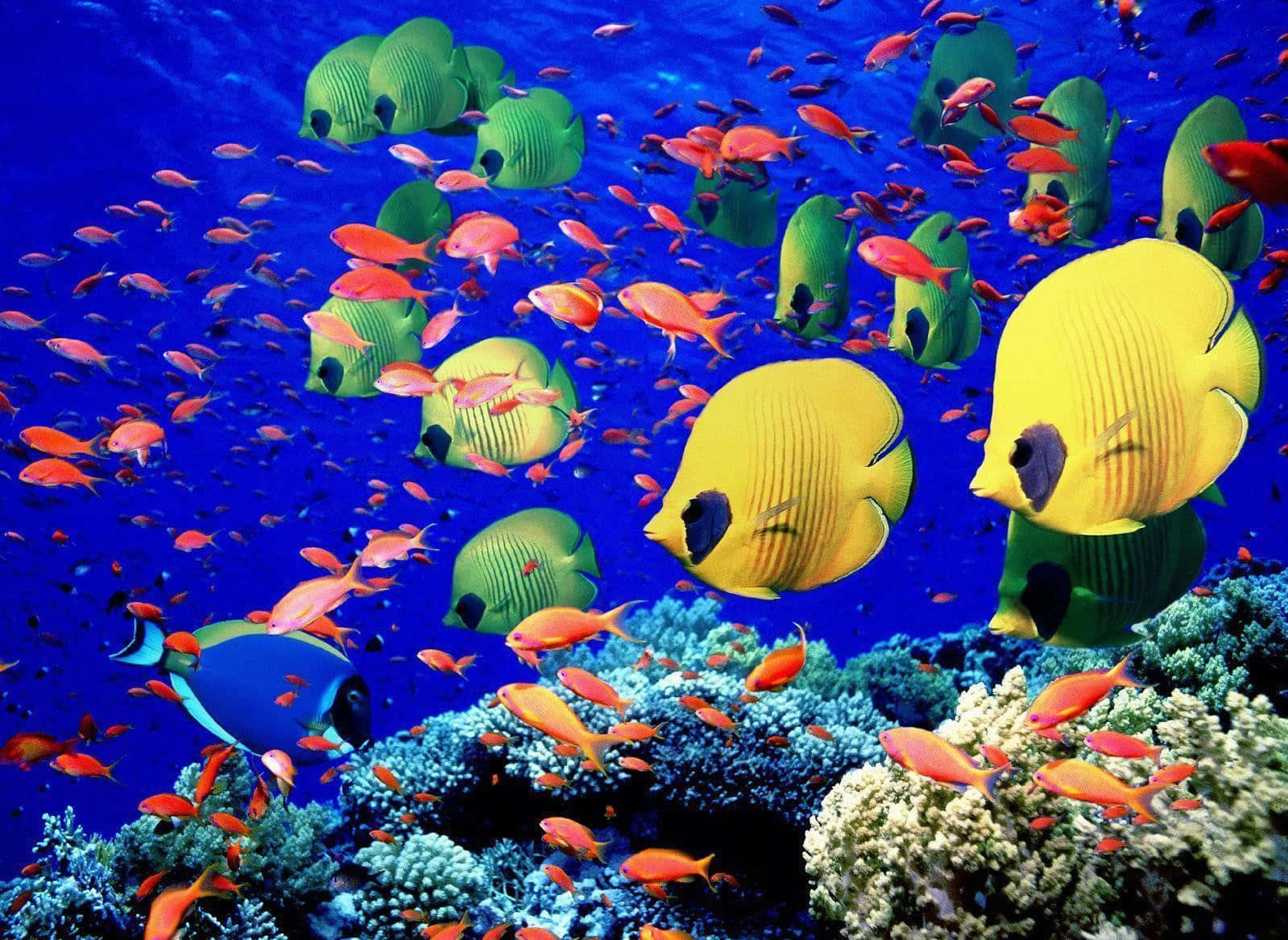 珊瑚魚海底圖 壁紙 — 一群充滿活力的黃色、綠色和橙色熱帶魚在深藍色海洋中色彩繽紛的珊瑚礁上優雅地游動。