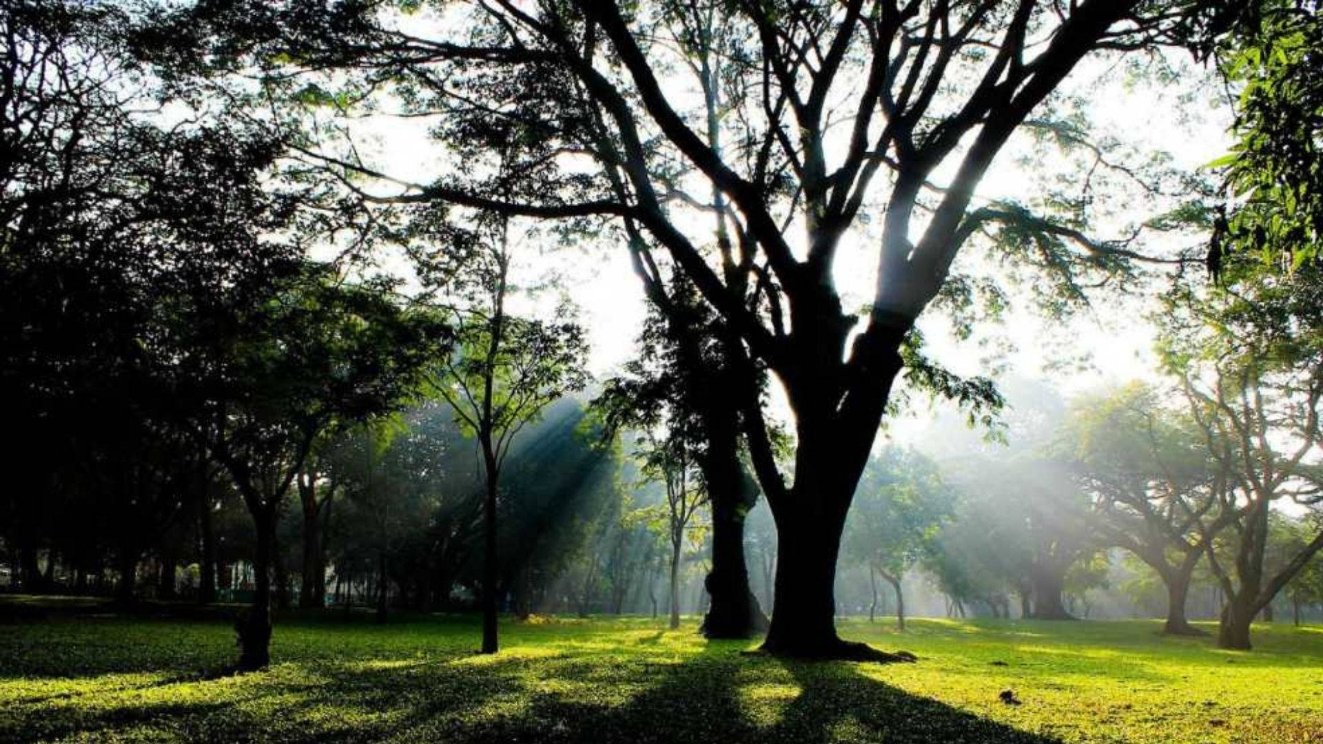 班加羅爾庫邦公園風景 壁紙 — 陽光穿過高聳的樹木，在茂密的綠色森林地面上投下長長的陰影。