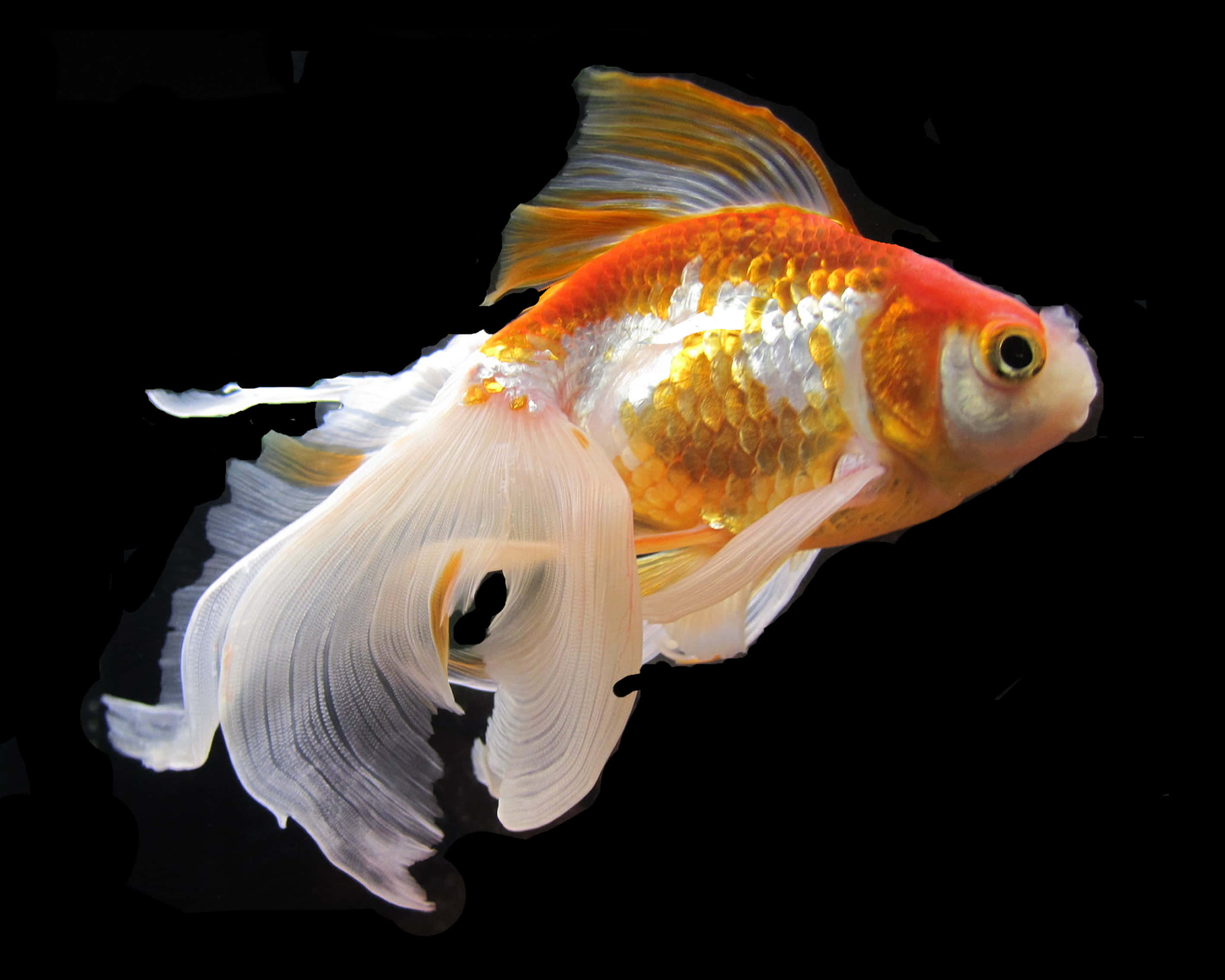 現代家居中的獨特金魚水族箱 壁紙 — 一條鮮艷的橙白色金魚，帶有流暢的魚鰭，在純黑背景下優雅地滑行。