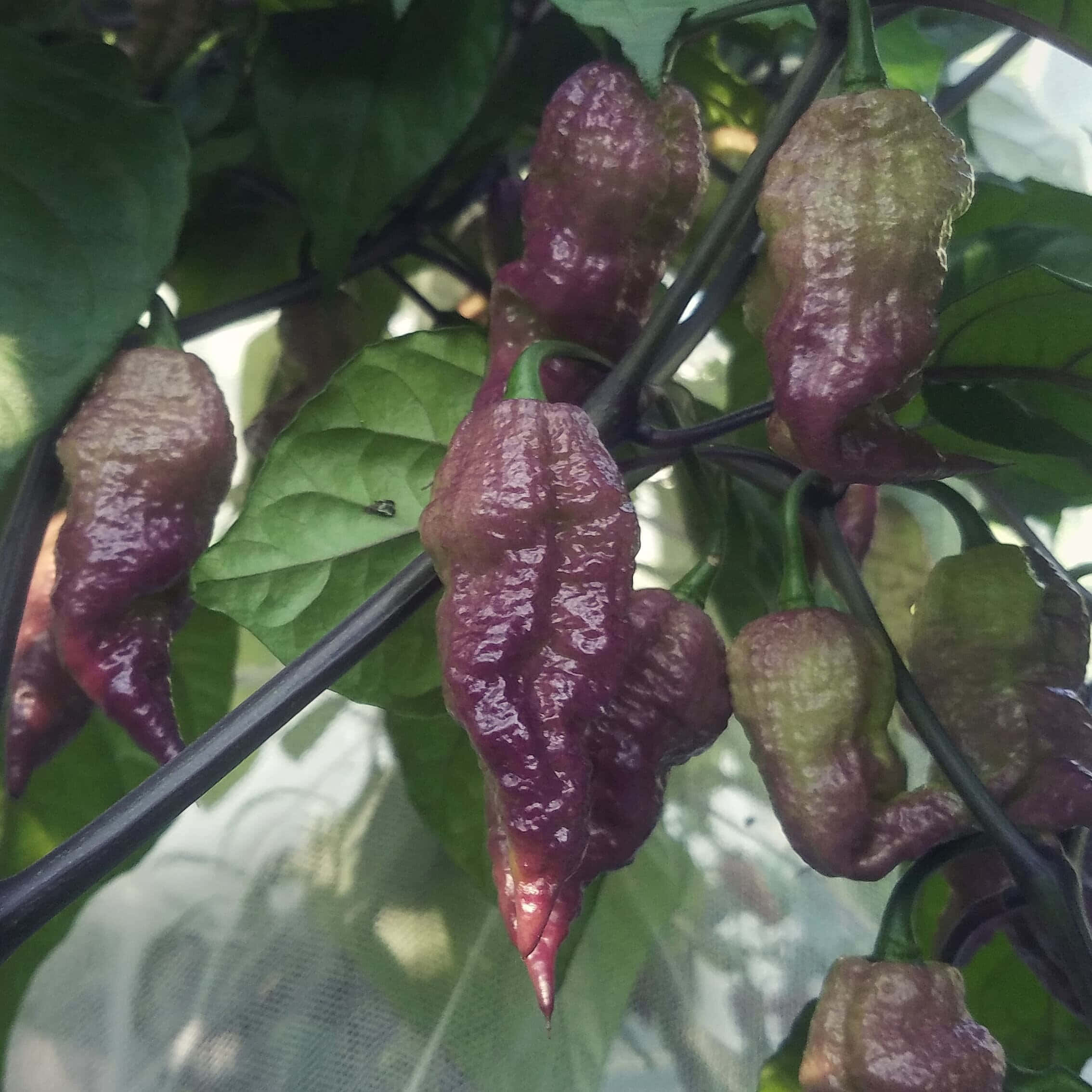 Ghost Pepper 桌布 壁紙 — 球根狀的紫色和綠色甜椒掛在藤蔓上，表皮光滑，深綠色葉片，在柔和日光下。