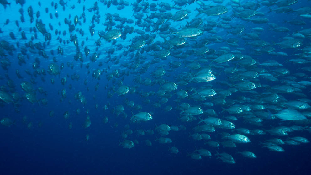 瑙魯海域魚群 壁紙 — 一大群銀色魚喺深藍色海水入面游，上面有明亮陽光照射落嚟。