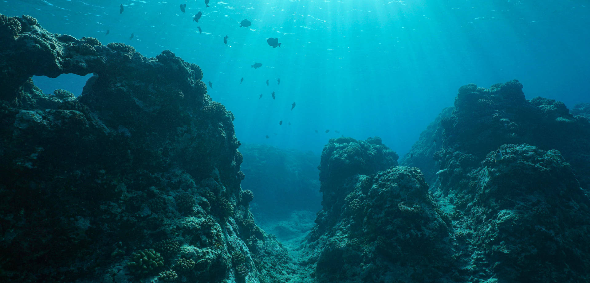 陽光透過海水過濾，照射在珊瑚礁上，魚群游動。