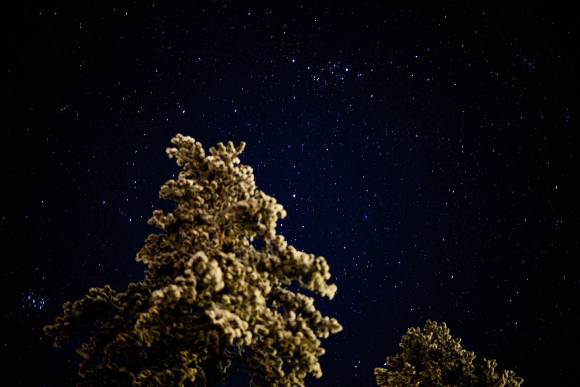 雪松在星空下