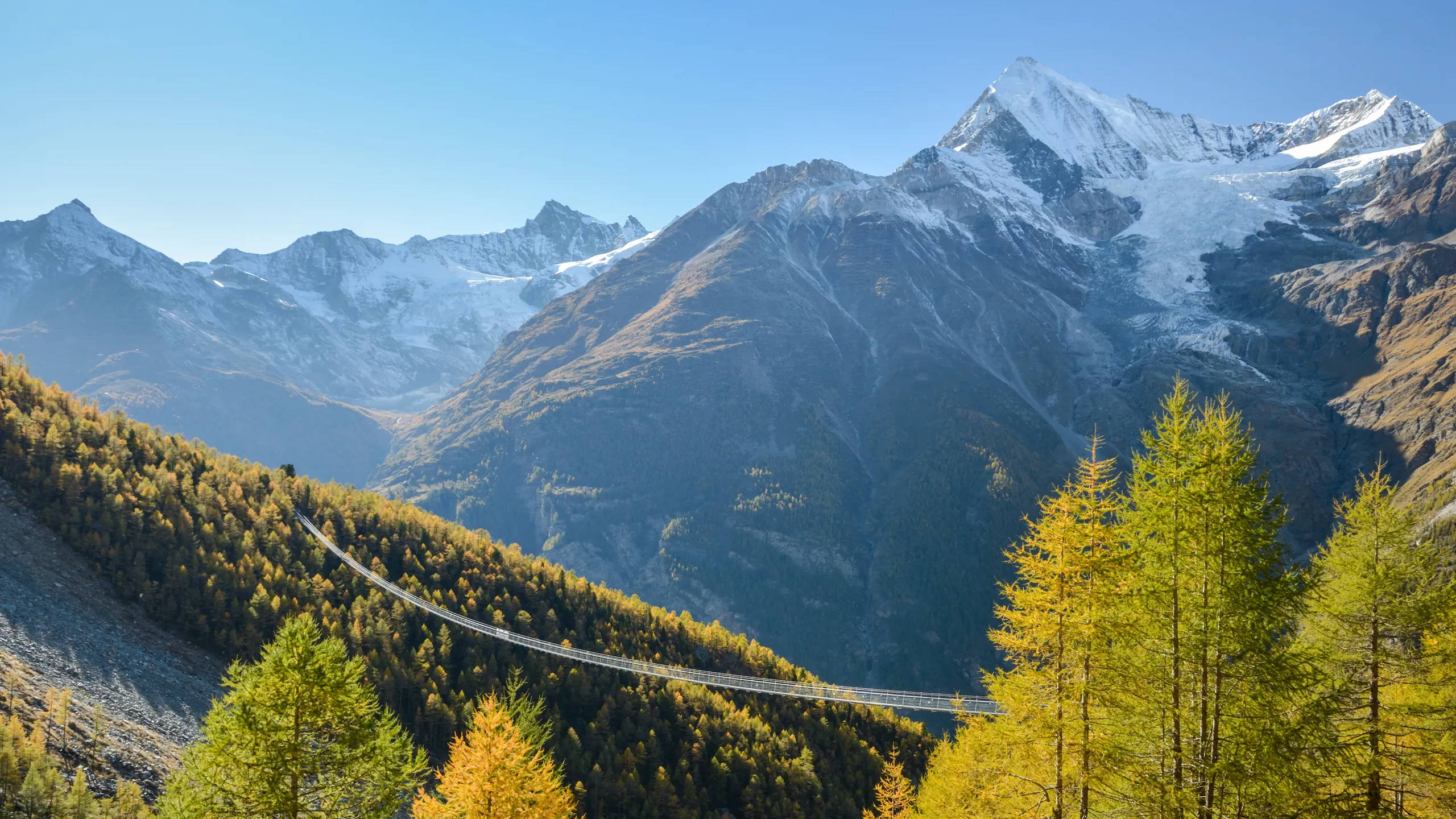 瑞士阿爾卑斯山風景 壁紙 — 一條吊橋橫跨山谷，下方是白雪覆蓋的山峰，上方是清澈的藍天，前景是金色的落葉松樹。