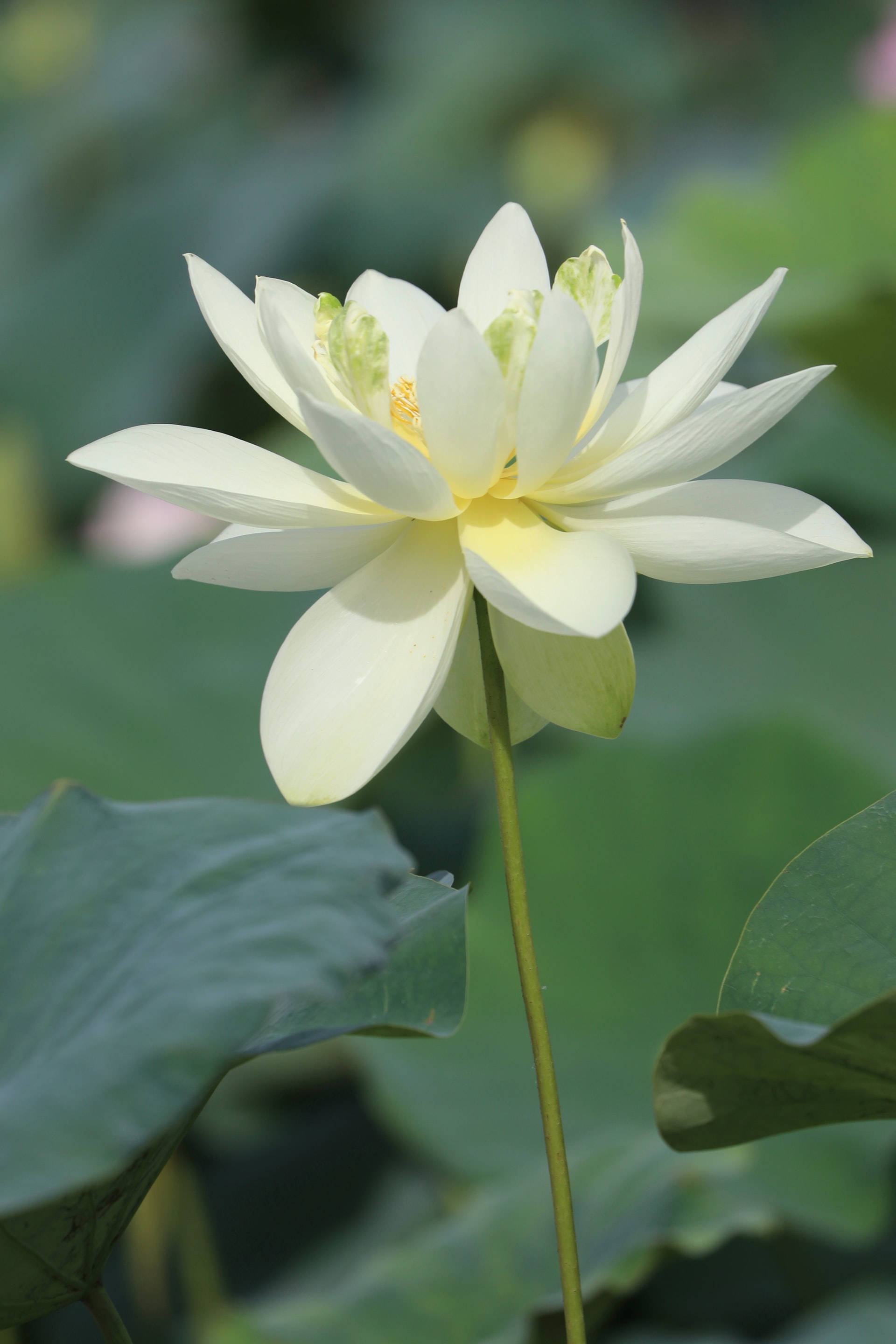 璀璨白百合 壁紙 — 一朵純潔的白蓮花在茂盛的綠色睡蓮葉中優雅綻放。