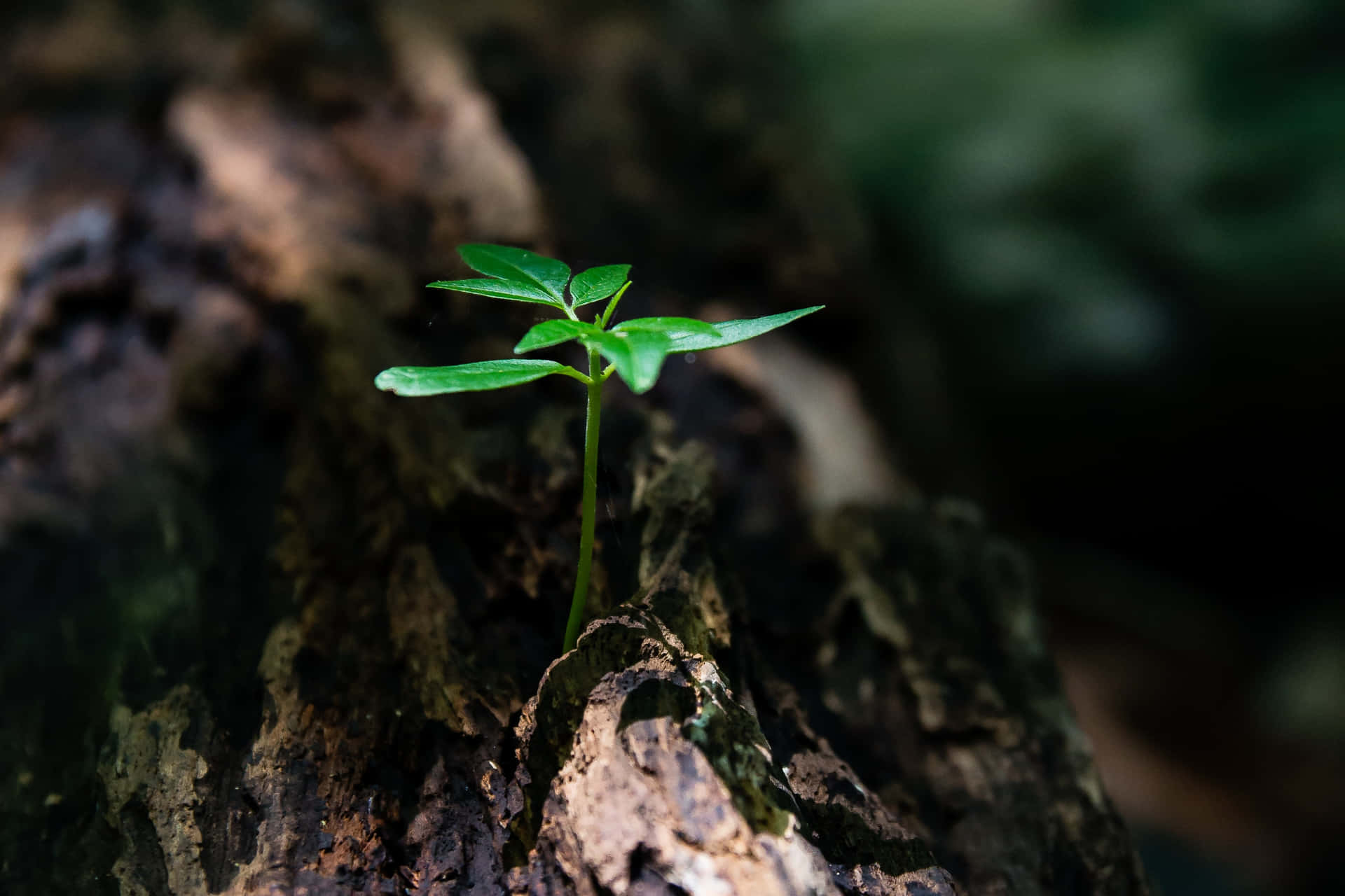 森林中，小綠芽穿過風化的樹皮。