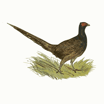 環頸雉插畫