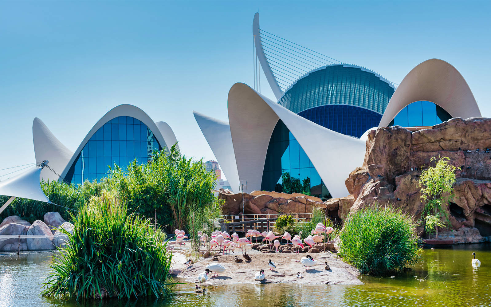 瓦倫西亞L'Oceanogràfic水族館 壁紙 — 粉紅火烈鳥聚集在池塘附近，池塘周圍環繞著茂密的綠色植物和未來主義的白色建築，在清澈的藍天下。