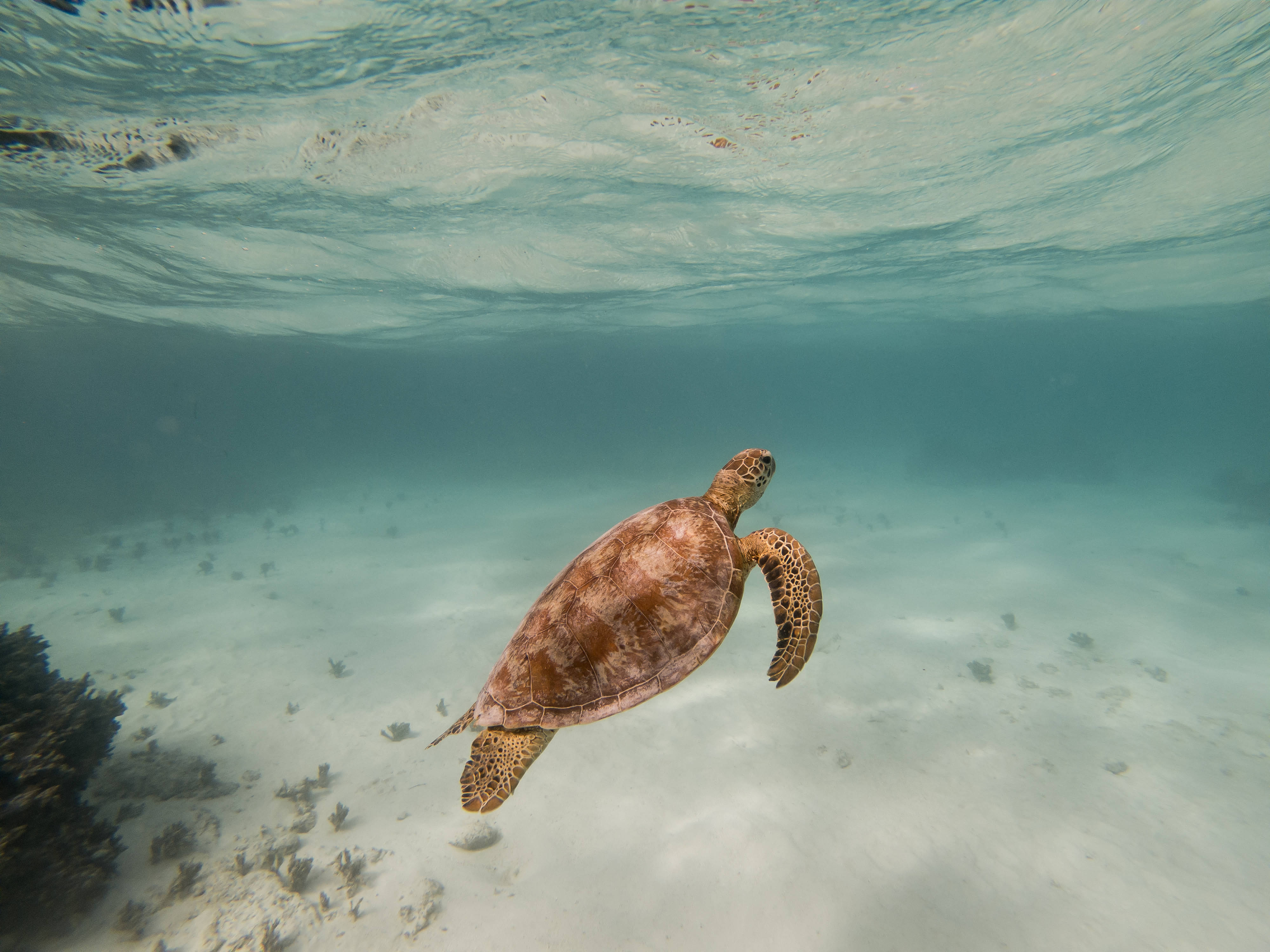 瓦努阿圖海洋海龜 壁紙 — 一隻綠海龜在清澈碧綠的海水下，優雅地滑過陽光照射的珊瑚礁。