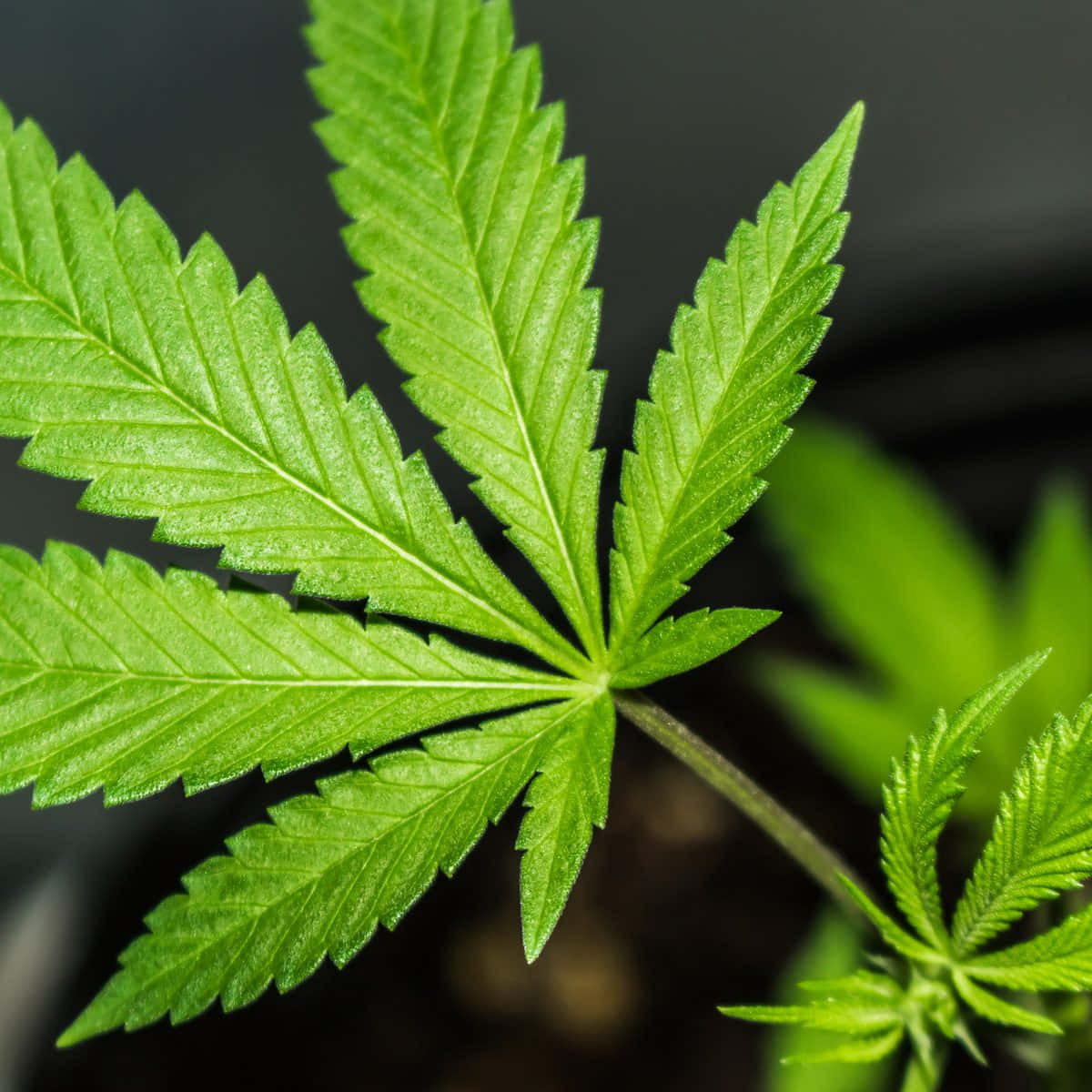 一片細節豐富的綠色大麻葉，邊緣呈鋸齒狀，葉脈清晰可見。