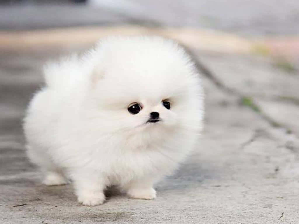 毛茸茸的白色博美犬幼犬站在人行道上