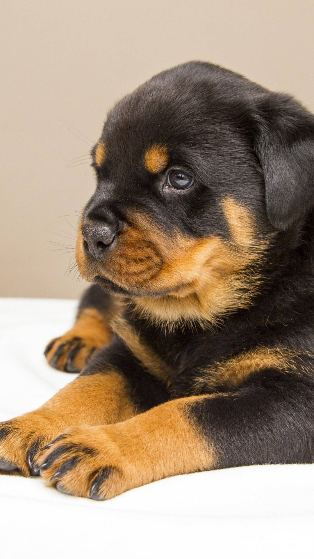 黑褐色洛威拿幼犬在白色表面上休息