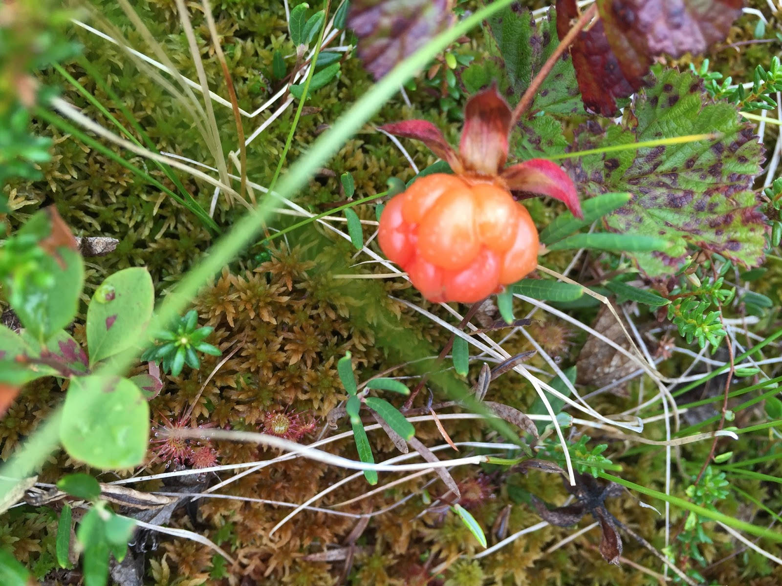 甜美雲莓花 壁紙 — 一顆鮮豔的橙色野生漿果藏在茂密的綠色苔蘚和草叢中，周圍有樹葉。