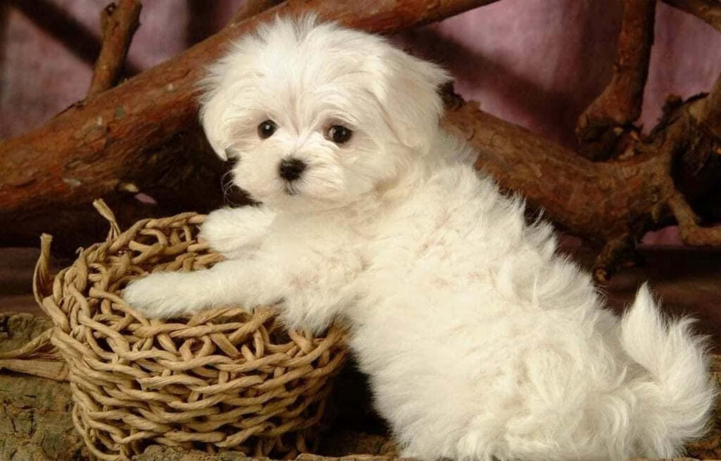 甜美馬爾濟斯幼犬為拍照擺姿 壁紙 — 一隻毛茸茸的白色小狗，深色眼睛，可愛地坐在一個由鄉村木枝環繞的編織籃子裡。