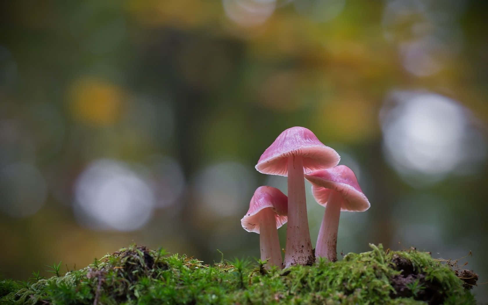 生動多彩的蘑菇集合 壁紙 — 三朵嬌嫩的粉紅色蘑菇從鮮綠色的苔蘚中冒出，背景是柔和模糊的森林。
