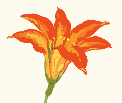 生動橙色花朵插畫