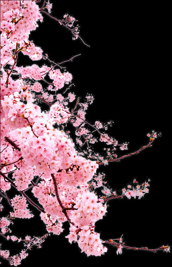生動櫻花對比黑色背景 壁紙