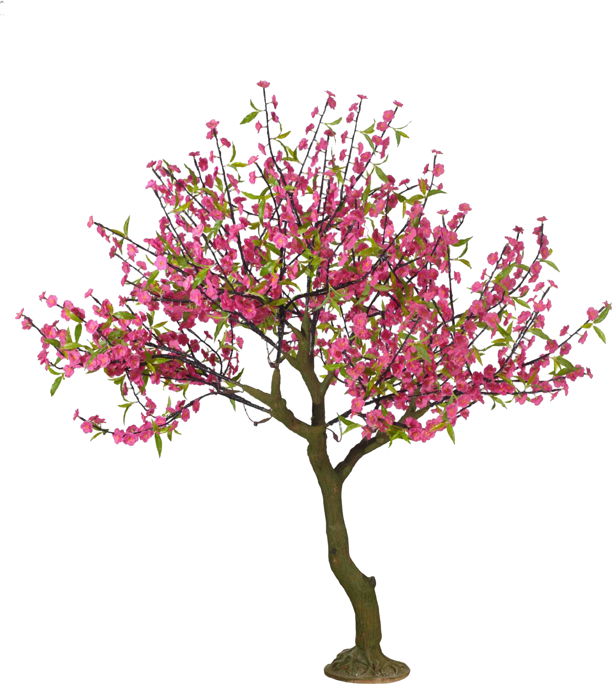 生動櫻花樹 壁紙 — 一棵充滿活力的粉紅色開花樹，帶有綠色葉子，孤立地矗立在純黑色背景前。