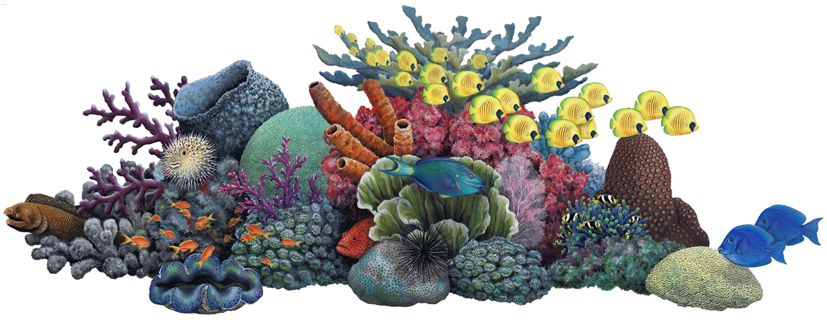 生動珊瑚礁與海洋生物 壁紙 — 充滿活力的珊瑚礁，色彩繽紛的魚類和各種海洋生物在純黑背景下顯得格外突出。