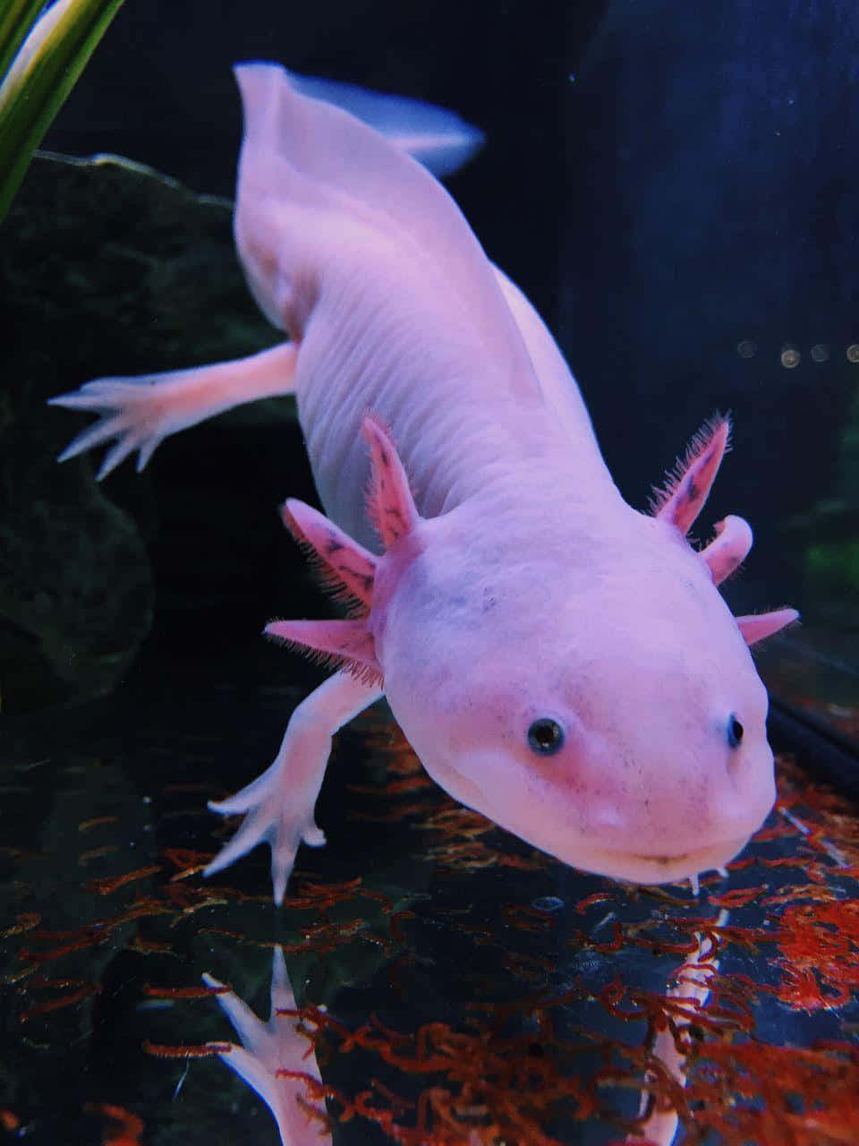 一隻粉紅色的墨西哥鈍口螈在水族箱中游動，水族箱內有紅藻和綠色植物。
