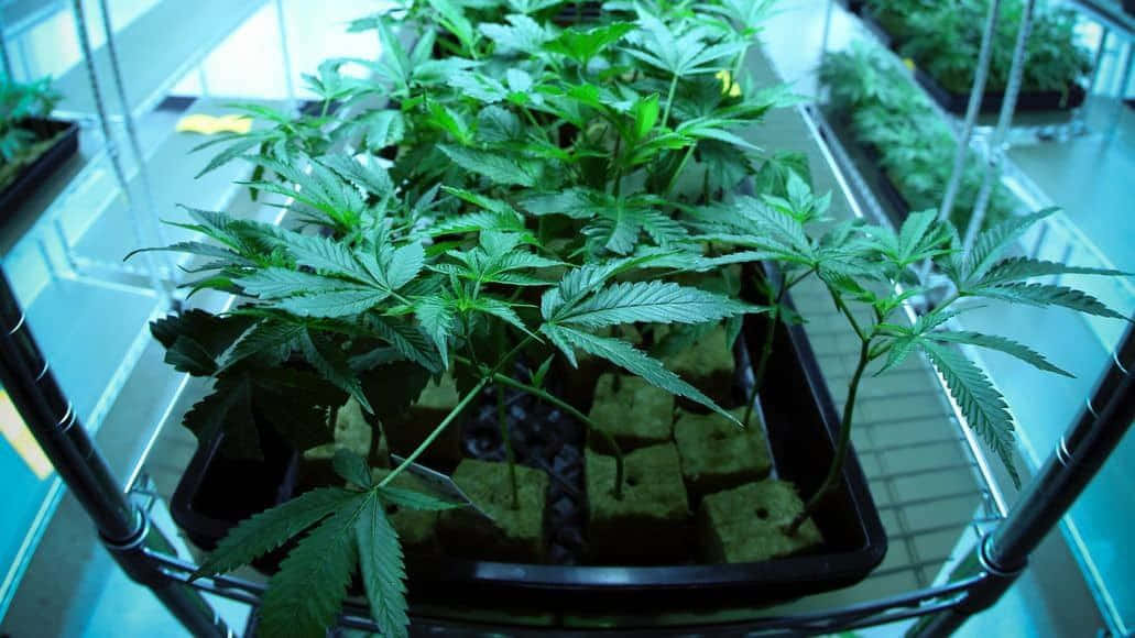 一排排大麻植物在室內人造燈光下生長在黑色托盤中。