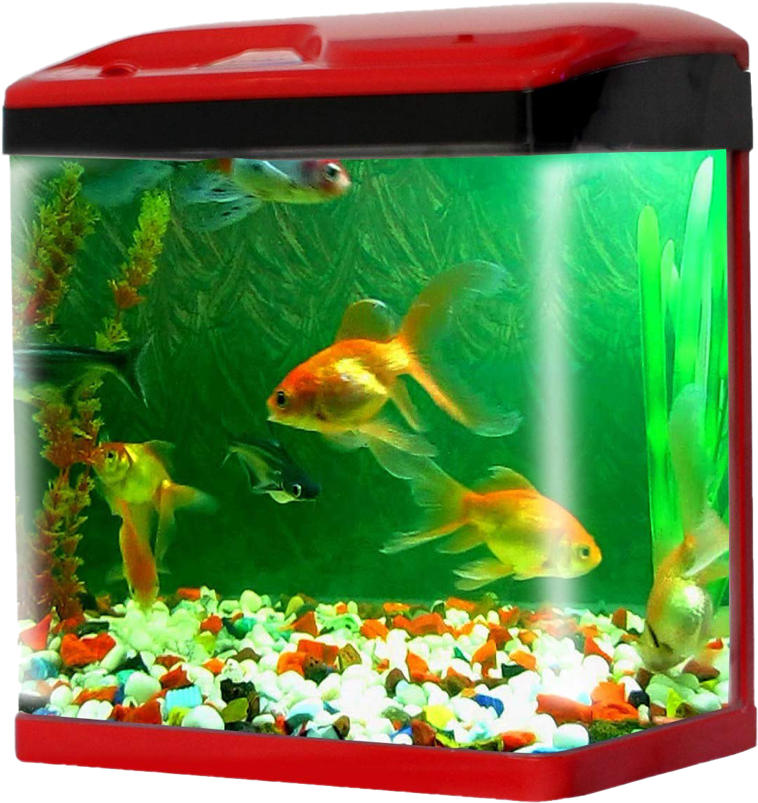 生動的家庭水族箱 壁紙 — 色彩繽紛的金魚在一個裝滿彩色鵝卵石和綠色人造植物的紅色水族箱中優雅地游動。