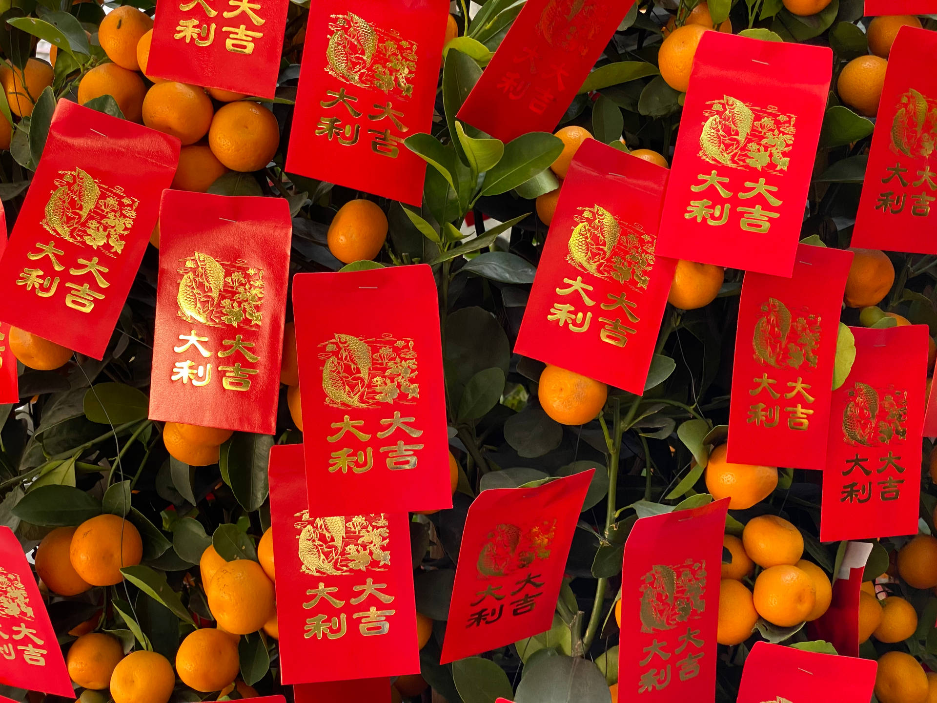 帶有金色中文字的紅色利是封掛在橙色金桔和綠葉之間。