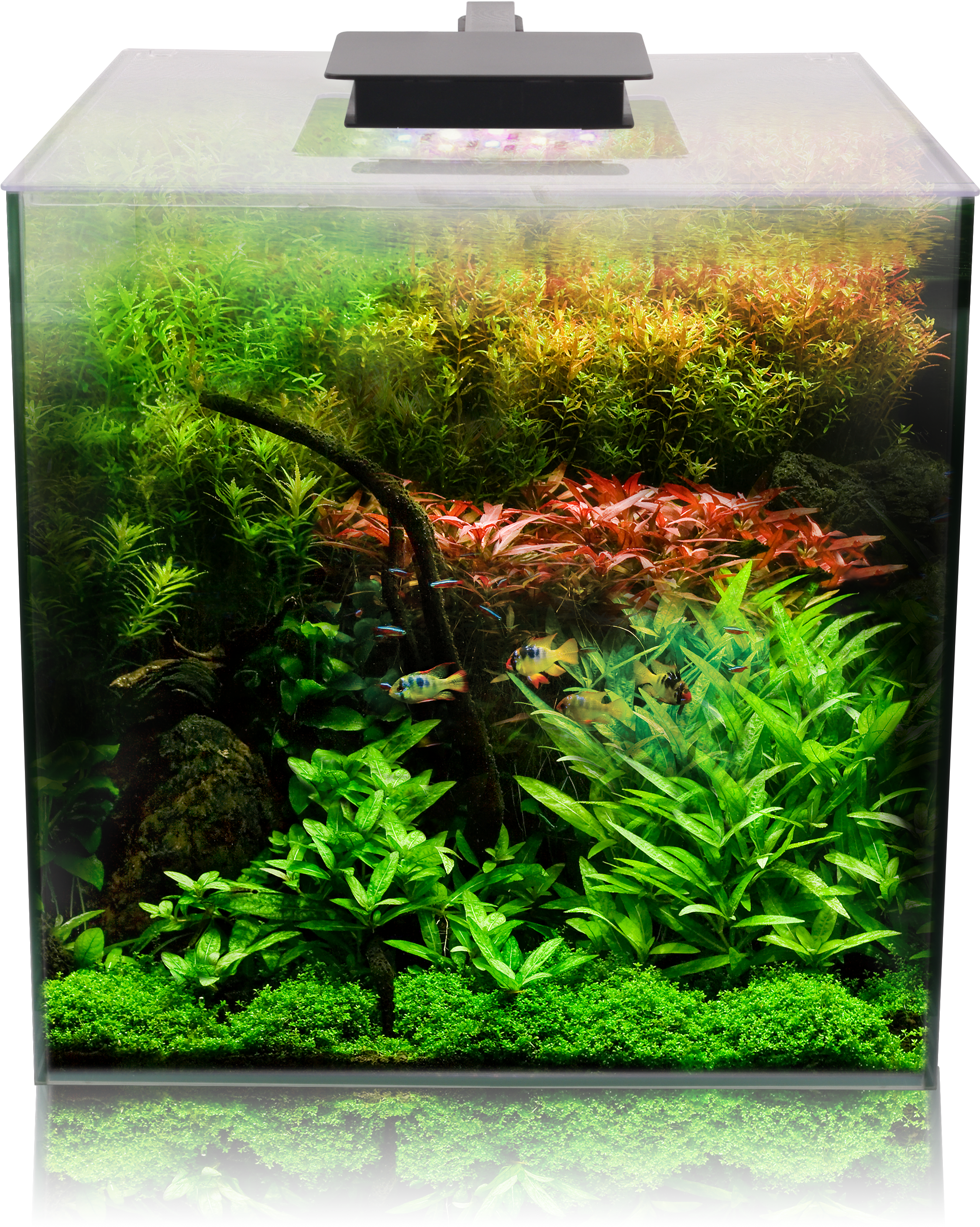 生動的水族箱佈置 壁紙 — 一個充滿活力的種植水族箱，擁有茂密的綠色和紅色水生植物，以及在上方明亮燈光下游泳的小魚。