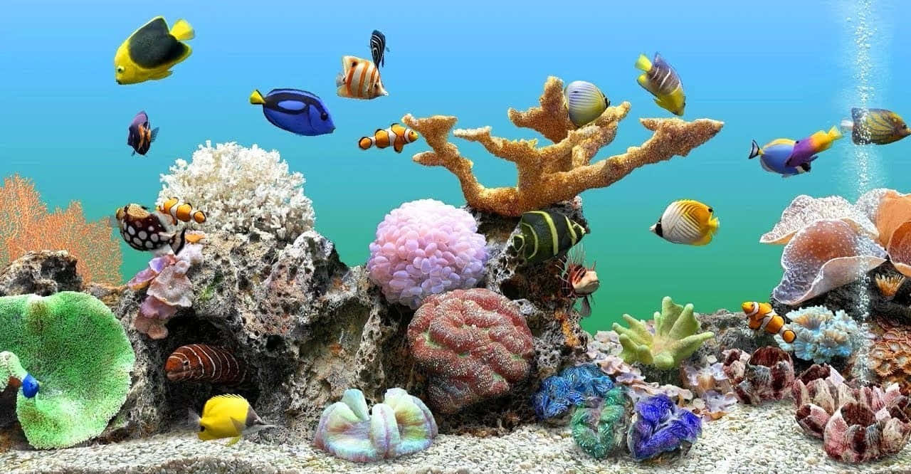 色彩繽紛的熱帶魚在陽光照射的珊瑚礁中，在珊瑚和海葵之間游動。