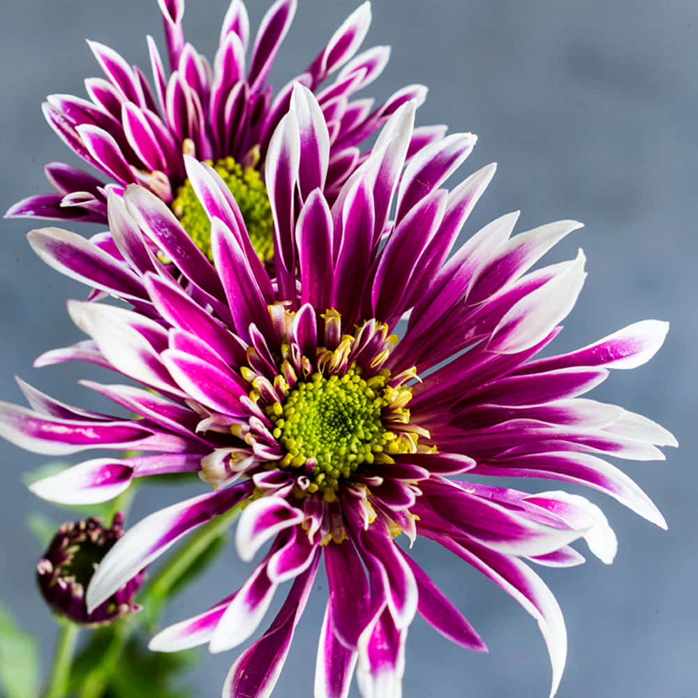 生動的菊花 壁紙 — 充滿活力的紫色和白色雛菊，帶有綠色花心，在柔和的灰色背景上綻放。