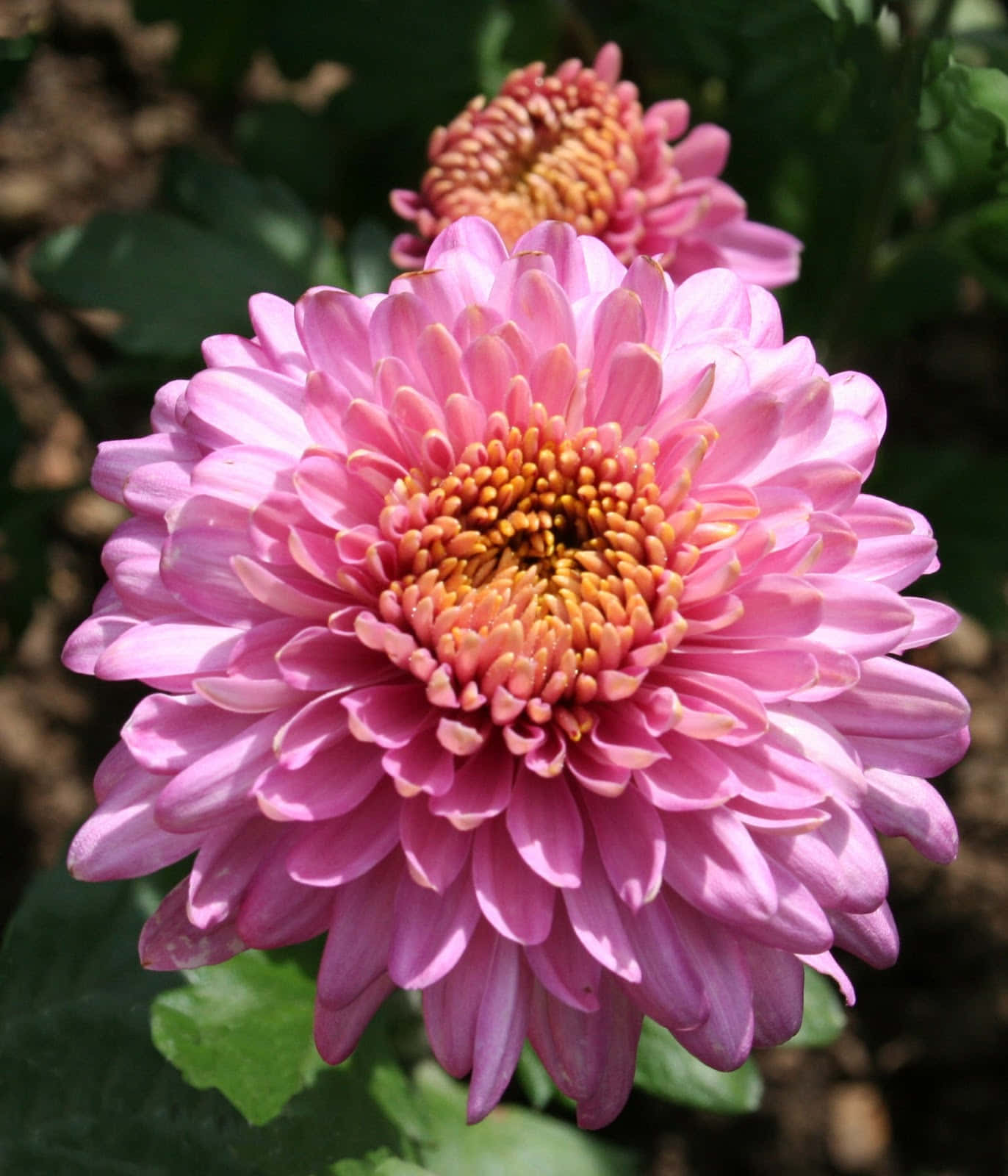 生動的菊花特寫 壁紙 — 一朵充滿活力的粉紅色菊花，花瓣層層疊疊，中心呈橙黃色，在茂密的綠葉中綻放。