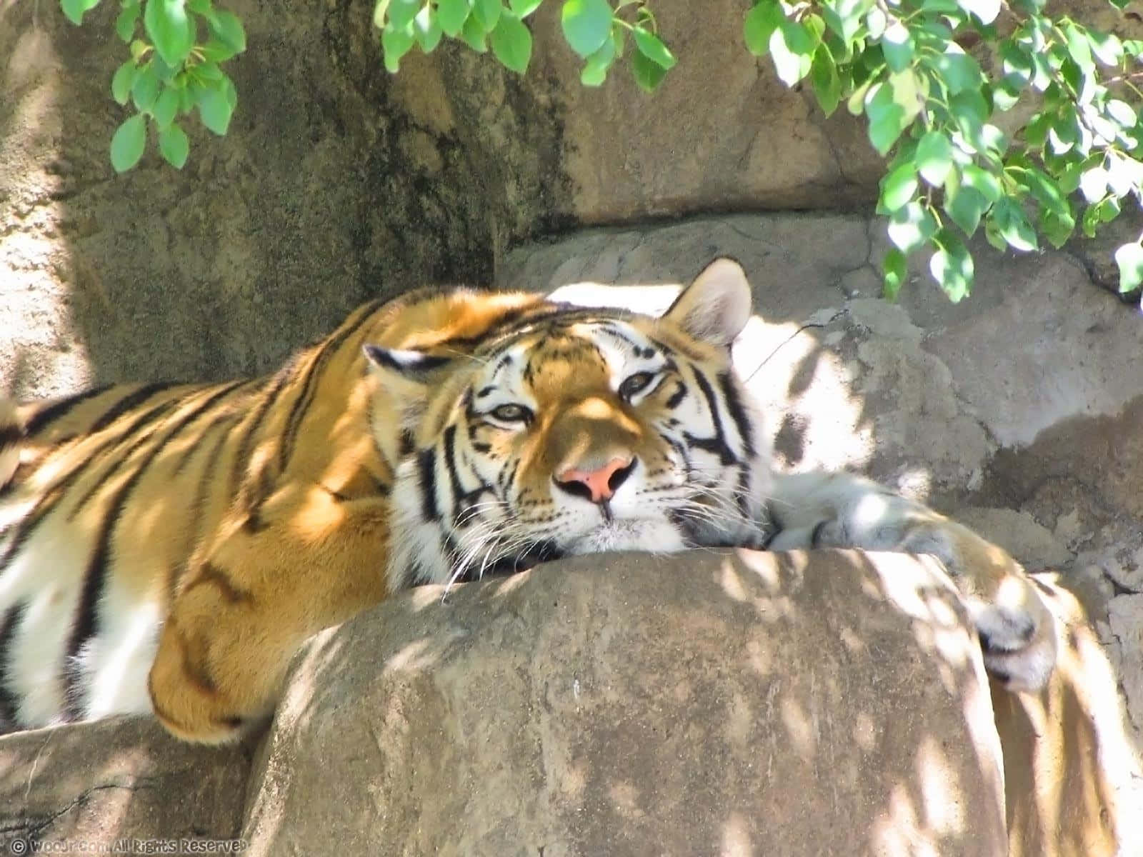 生動的野生動物冒險：多種動物於風景如畫的背景中 壁紙 — 一隻威猛的老虎在陽光照耀的岩石上平靜地休息，周圍是斑駁的綠葉和紋理石頭。