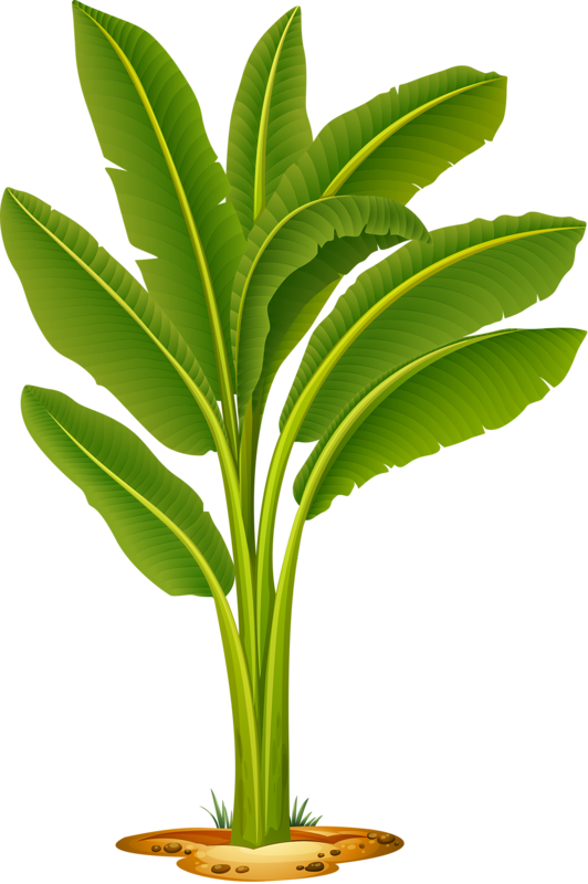 生動的香蕉樹插畫 壁紙 — 一株充滿活力的綠色香蕉植物，擁有寬大的葉片，扎根於沙質土壤中，背景為純黑色。