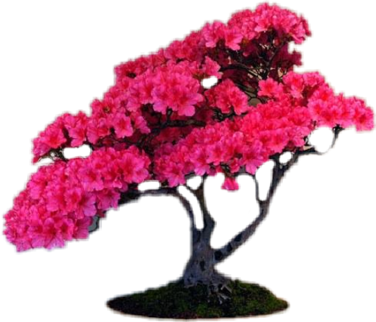 生動粉紅盆景樹 壁紙 — 一棵鮮豔的粉紅色開花樹，帶有粗糙的深色樹枝，立在長滿苔蘚的底座上，背景是純黑色。