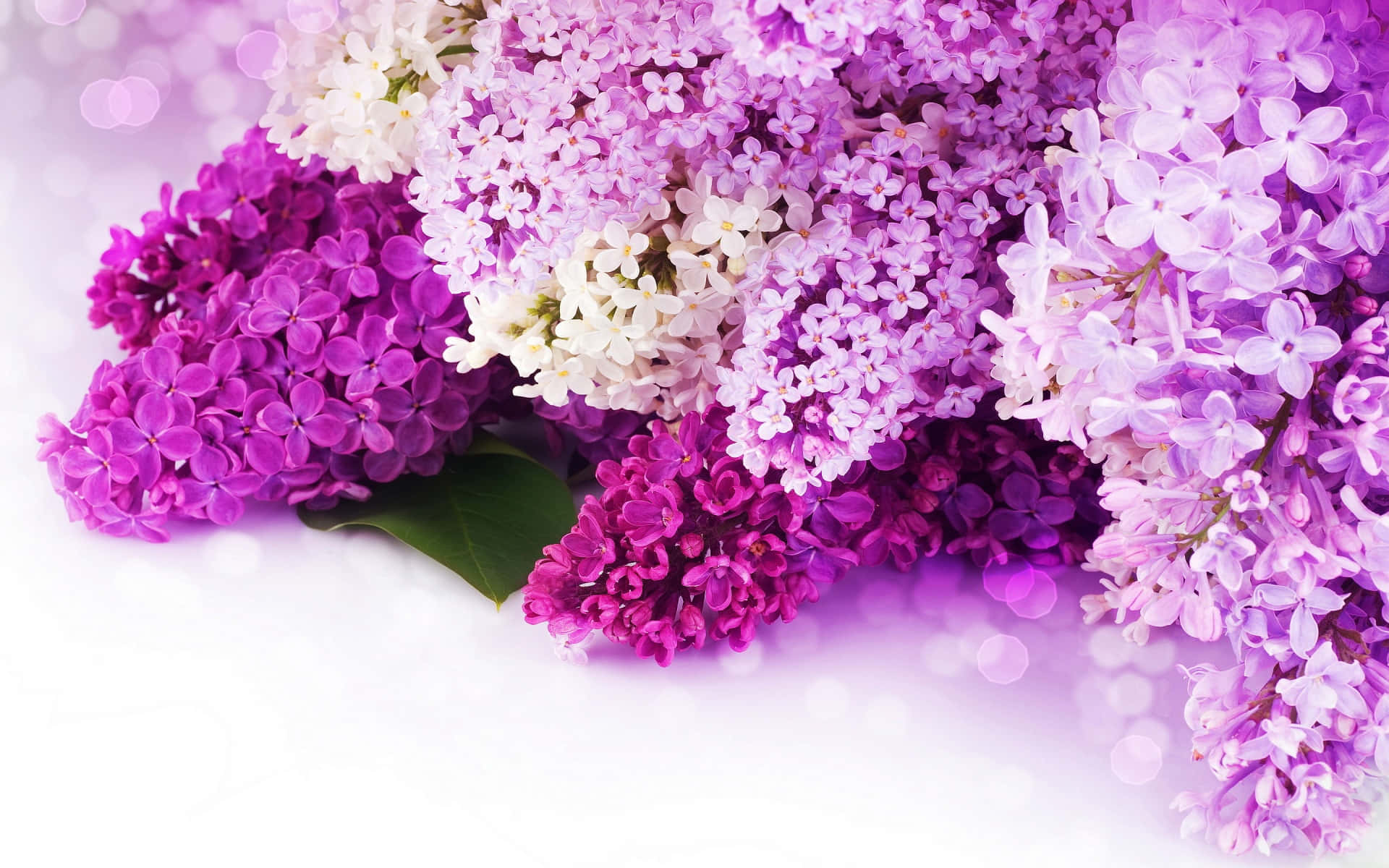 生動紫色花卉背景圖案 壁紙 — 一束充滿活力的紫白丁香花，配以柔和散景背景和一片綠葉。